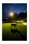 White-Taiiled Deer, Skyline Drive, Shenandoah National Park, Virginia by Anonymous