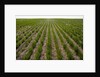 Winter Wheat, Waterville, Washington by Anonymous