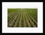 Winter Wheat, Waterville, Washington by Anonymous