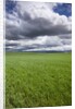 Spring Wheat Field, Walla Walla, Washington by Anonymous