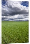 Spring Wheat Field, Walla Walla, Washington by Anonymous