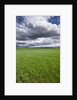 Spring Wheat Field, Walla Walla, Washington by Anonymous