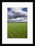 Spring Wheat Field, Walla Walla, Washington by Anonymous