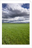 Spring Wheat Field, Walla Walla, Washington by Anonymous