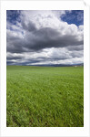 Spring Wheat Field, Walla Walla, Washington by Anonymous