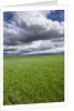 Spring Wheat Field, Walla Walla, Washington by Anonymous