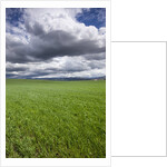 Spring Wheat Field, Walla Walla, Washington by Anonymous