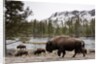 Bishon, Yellowstone National Park, Wyoming by Anonymous