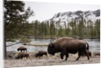 Bishon, Yellowstone National Park, Wyoming by Anonymous