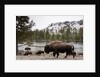 Bishon, Yellowstone National Park, Wyoming by Anonymous
