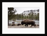 Bishon, Yellowstone National Park, Wyoming by Anonymous
