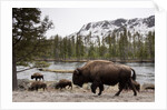 Bishon, Yellowstone National Park, Wyoming by Anonymous
