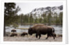 Bishon, Yellowstone National Park, Wyoming by Anonymous