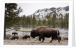Bishon, Yellowstone National Park, Wyoming by Anonymous