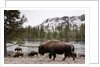 Bishon, Yellowstone National Park, Wyoming by Anonymous