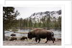 Bishon, Yellowstone National Park, Wyoming by Anonymous