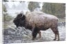 Bison, Yellowstone National Park, Wyoming by Anonymous