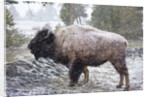 Bison, Yellowstone National Park, Wyoming by Anonymous