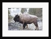Bison, Yellowstone National Park, Wyoming by Anonymous