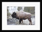 Bison, Yellowstone National Park, Wyoming by Anonymous