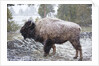 Bison, Yellowstone National Park, Wyoming by Anonymous
