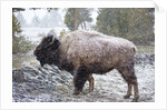 Bison, Yellowstone National Park, Wyoming by Anonymous