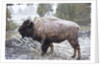 Bison, Yellowstone National Park, Wyoming by Anonymous