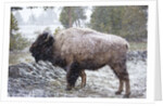 Bison, Yellowstone National Park, Wyoming by Anonymous