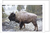 Bison, Yellowstone National Park, Wyoming by Anonymous