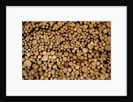 Log Pile at Sawmill, Gulliver, Michigan by Anonymous