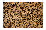 Log Pile at Sawmill, Gulliver, Michigan by Anonymous