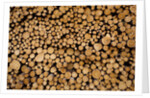 Log Pile at Sawmill, Gulliver, Michigan by Anonymous