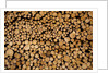 Log Pile at Sawmill, Gulliver, Michigan by Anonymous