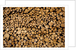 Log Pile at Sawmill, Gulliver, Michigan by Anonymous
