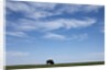 Bison, Badlands National Park, South Dakota by Anonymous