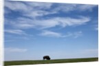 Bison, Badlands National Park, South Dakota by Anonymous