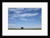 Bison, Badlands National Park, South Dakota by Anonymous