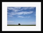 Bison, Badlands National Park, South Dakota by Anonymous