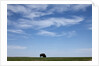 Bison, Badlands National Park, South Dakota by Anonymous