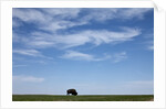 Bison, Badlands National Park, South Dakota by Anonymous