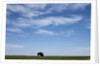 Bison, Badlands National Park, South Dakota by Anonymous