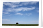 Bison, Badlands National Park, South Dakota by Anonymous