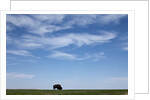 Bison, Badlands National Park, South Dakota by Anonymous