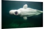 Beluga Whale, Mystic Aquarium, Connecticut by Anonymous