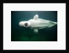 Beluga Whale, Mystic Aquarium, Connecticut by Anonymous
