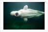 Beluga Whale, Mystic Aquarium, Connecticut by Anonymous