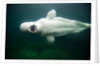 Beluga Whale, Mystic Aquarium, Connecticut by Anonymous