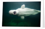 Beluga Whale, Mystic Aquarium, Connecticut by Anonymous