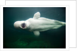 Beluga Whale, Mystic Aquarium, Connecticut by Anonymous