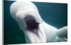 Beluga Whale, Mystic Aquarium, Connecticut by Anonymous